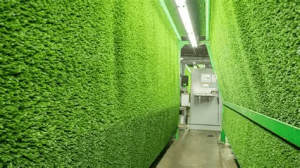 césped en fabricación y expuesto a la luz