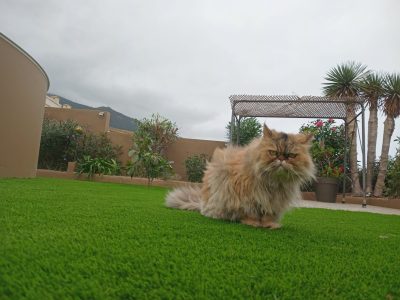 Gato disfrutando de césped artificial instalado por Aceviños Jardinería en Tenerife